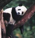 visita panda china