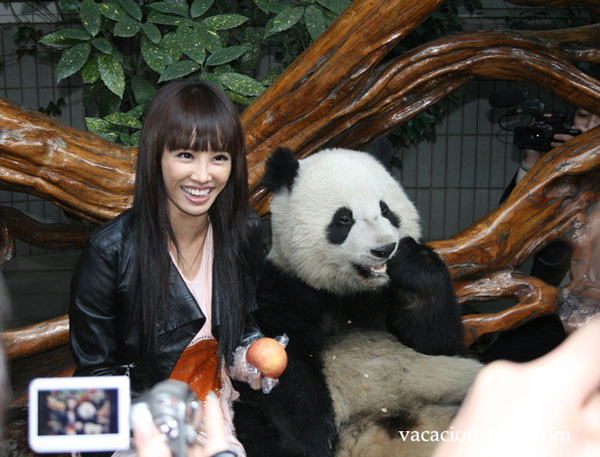 Viajes por Oso Panda China & Montana Emei Chengdu 5 Dias