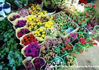 Mercado de flores y pájaros de Kunming