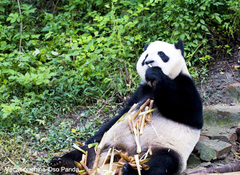 Viajes Rio Yangtze Oso Panda