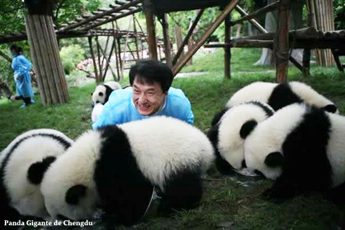 Viajes Panda Gigante de Chengdu