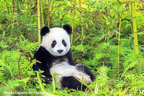 Viajar por Panda Gigante de Chengdu