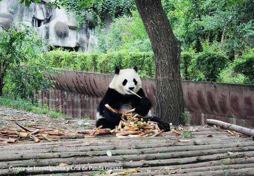 Viajar por Centro de Investigación y Cría de Panda Gigante