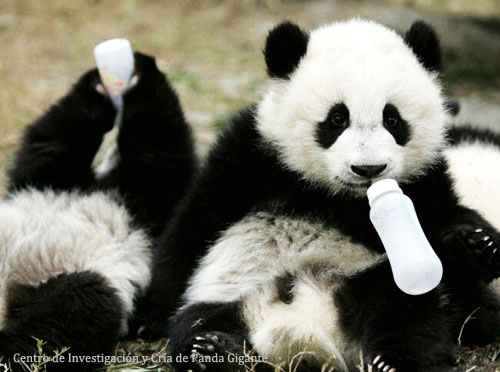 Viajes Centro de Investigación y Cría de Panda Gigante