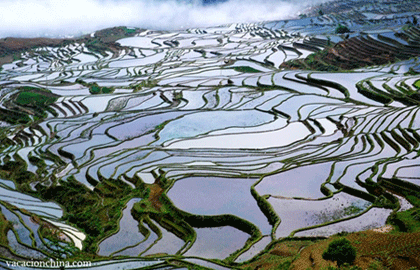viajes terrazas de arroz de Yuanyang